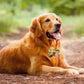 Bone Shape Pet Tag